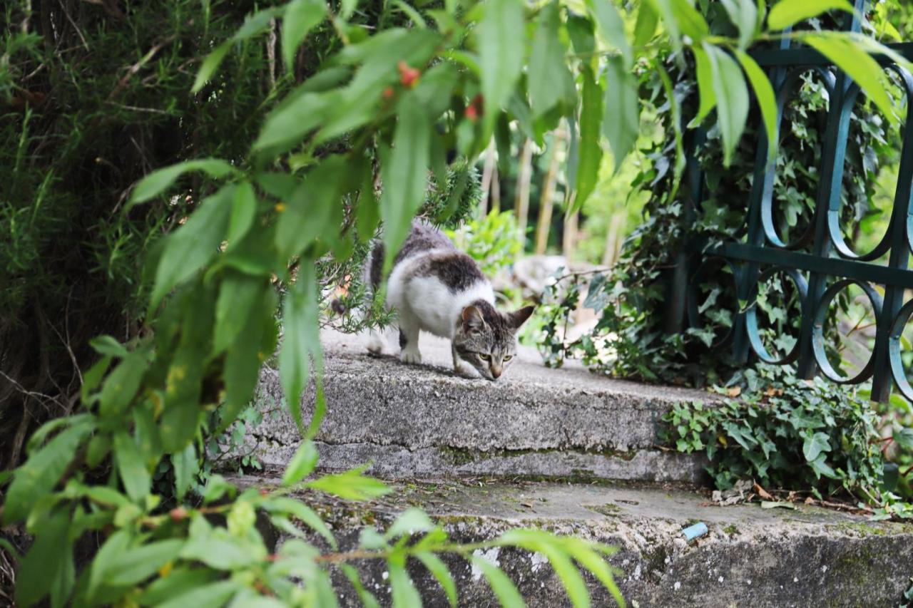 Hotel Kamp Seosko Domacinstvo Radman Herceg Novi Esterno foto